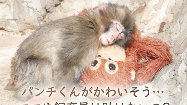 パンチくんがいじめられる理由は？ママや飼育員は助けないの？