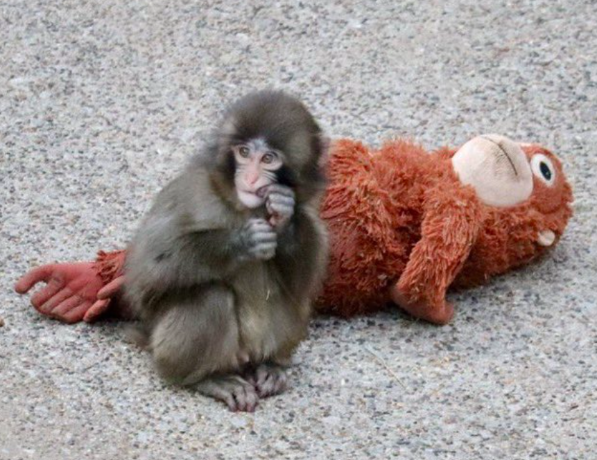 パンチくん　いじめ　理由　親　ママ　飼育員