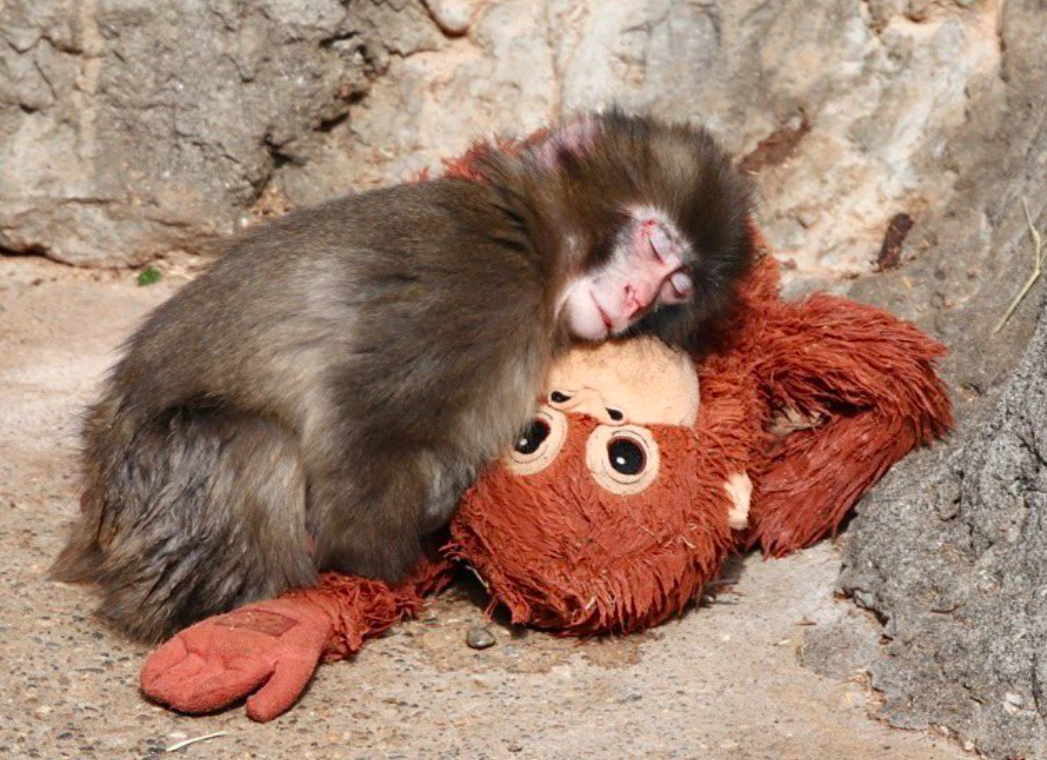 パンチくん　かわいそう　いじめ　ママ　親　誰